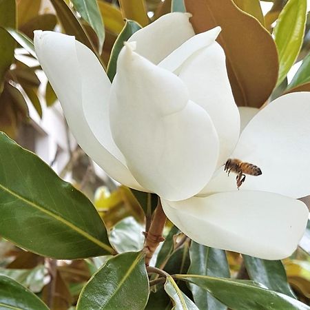 Healesville House - Magnolia House Dış mekan fotoğraf