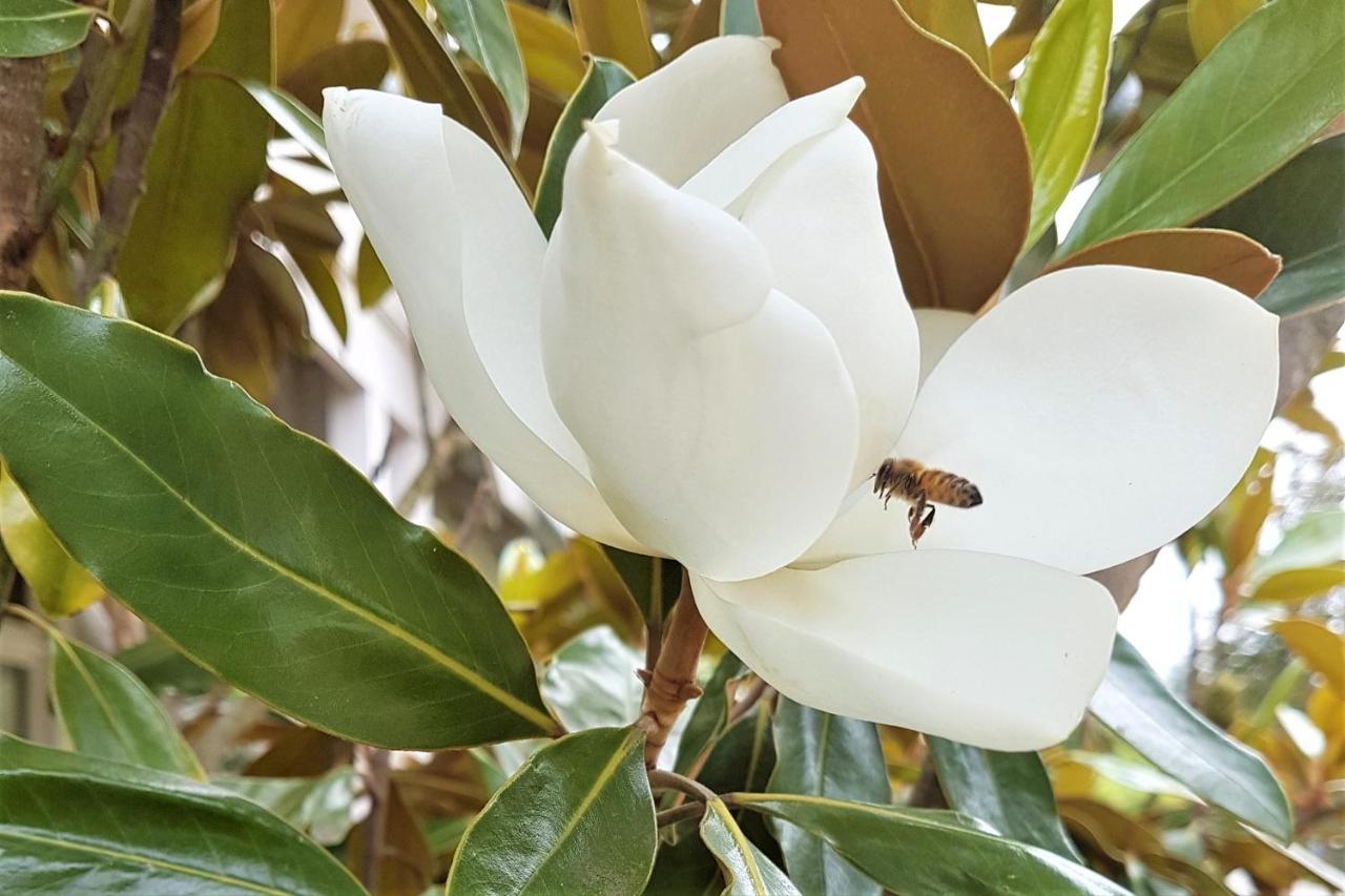 Healesville House - Magnolia House Dış mekan fotoğraf